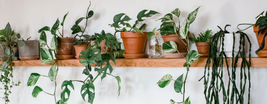 Is My Plant Dead? How To Understand And Improve Plant Health
