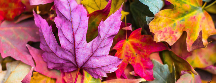 Top Tips for Your Autumn Garden
