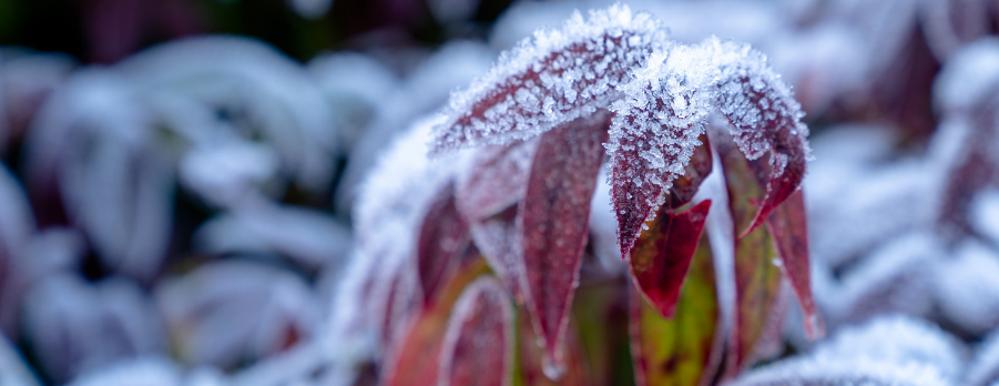 How Winter Affects Plants and How You Can Keep Them Safe
