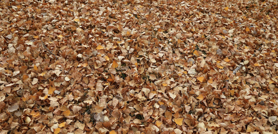 The Benefits of Making Your Own Leaf Mulch