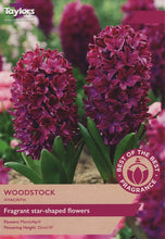 Load image into Gallery viewer, Hyacinth &#39;Woodstock&#39; (Hyacinthus ) 6 Bulb Pack
