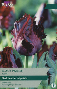 Tulip 'Black Parrot' (Tulipa) 18 Bulbs Pack