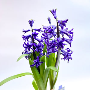 Hyacinth - 3 Potted Bulbs