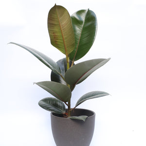 Ficus Robusta 'Rubber Plant'
