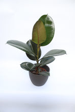 Load image into Gallery viewer, Ficus Robusta &#39;Rubber Plant&#39;
