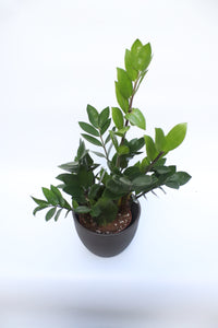 Zamioculcas Zamifolia 'ZZ Plant'