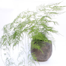 Load image into Gallery viewer, Asparagus Fern
