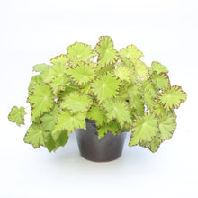 Load image into Gallery viewer, Begonia Rex &#39;Jive&#39;
