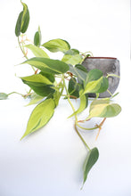 Load image into Gallery viewer, Philodendron Scandens &#39;Brazil&#39;
