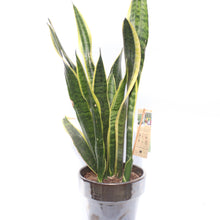 Load image into Gallery viewer, Sansevieria Trifasciata &#39;Snake Plant&#39;
