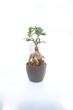 Load image into Gallery viewer, Ficus Ginseng Bonsai
