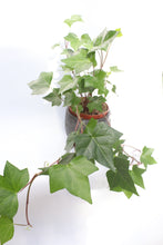 Load image into Gallery viewer, Hedera &#39;Montgomery&#39; Ivy
