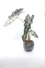 Load image into Gallery viewer, Alocasia Amazonica &#39;Polly&#39;

