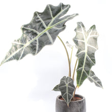 Load image into Gallery viewer, Alocasia Amazonica &#39;Polly&#39;
