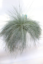 Load image into Gallery viewer, Festuca Glauca ‘Intense Blue’
