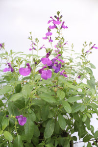Salvia 'Mirage Violet'