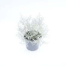 Load image into Gallery viewer, Leucophyta (Calocephalus) Brownii &#39;Silver Sand&#39;
