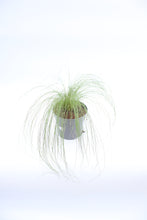 Load image into Gallery viewer, Stipa Tenuissima &#39;Pony Tails&#39;
