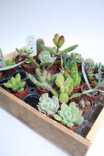 Load image into Gallery viewer, Small Succulent
