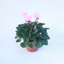 Load image into Gallery viewer, Cyclamen

