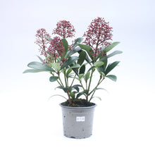 Load image into Gallery viewer, Skimmia Japonica
