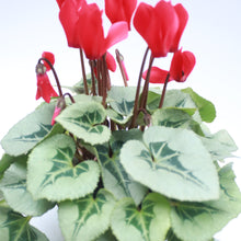 Load image into Gallery viewer, Silver Cyclamen - Red
