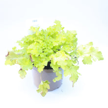 Load image into Gallery viewer, Heuchera &#39;Lime Marmalade&#39;
