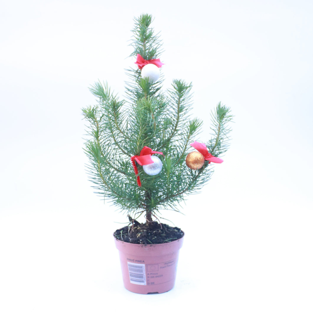 Christmas Pine 'Happy Star'
