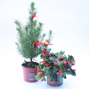 Christmas Pine 'Happy Star'