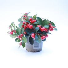 Load image into Gallery viewer, Gaultheria Procumbens
