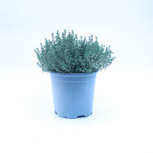 Load image into Gallery viewer, Garden Thyme 1L
