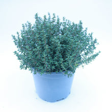 Load image into Gallery viewer, Garden Thyme 1L
