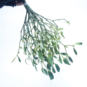 Mistletoe Bundle