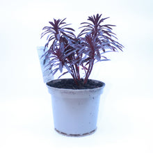 Load image into Gallery viewer, Euphorbia &#39;Miners Merlot&#39;
