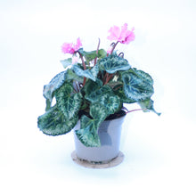 Load image into Gallery viewer, Cyclamen Rocolina
