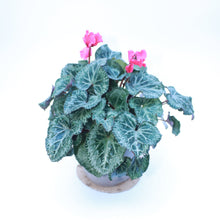 Load image into Gallery viewer, Cyclamen Rocolina
