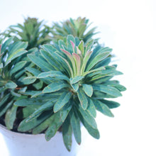 Load image into Gallery viewer, Euphorbia X Martini
