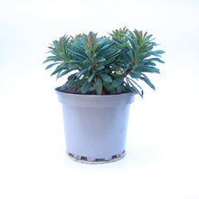 Load image into Gallery viewer, Euphorbia X Martini
