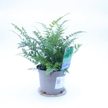 Load image into Gallery viewer, Tsusima Holly Evergreen Fern
