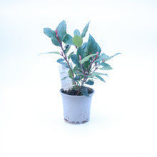Load image into Gallery viewer, Photinia &#39;Little Red Robin&#39;
