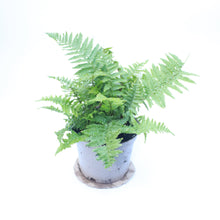 Load image into Gallery viewer, Autumn Evergreen Fern
