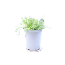 Load image into Gallery viewer, Chamomile Double Herb
