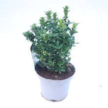 Load image into Gallery viewer, Euonymus Japonicus &#39;Paloma Blanca&#39;
