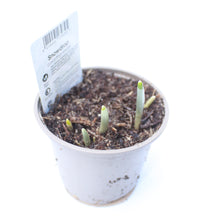 Load image into Gallery viewer, Snowdrop Giant Galanthus Elwesii in Pot
