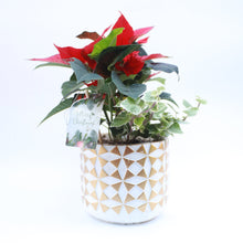 Load image into Gallery viewer, Planted Arrangement in 18cm Ceramic Pot
