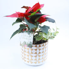 Load image into Gallery viewer, Planted Arrangement in 18cm Ceramic Pot
