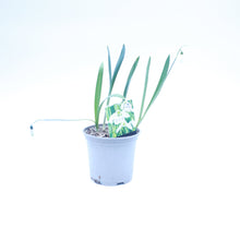 Load image into Gallery viewer, Snowdrop Giant Galanthus Elwesii in Pot
