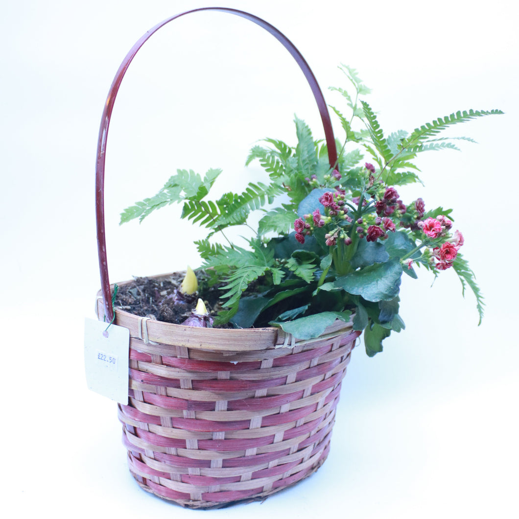 Assorted Planting with Hyacinth 25cm Red Bamboo Basket