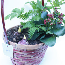 Load image into Gallery viewer, Assorted Planting with Hyacinth 25cm Red Bamboo Basket

