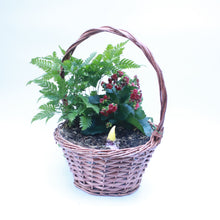 Load image into Gallery viewer, Assorted Planting with Hyacinth in 25cm Rustic Basket
